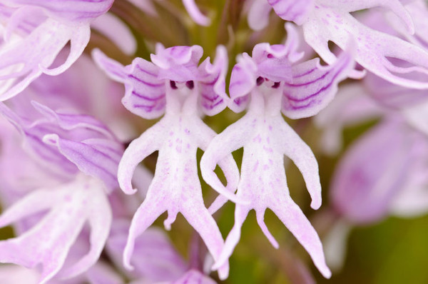 Orchidées insolites