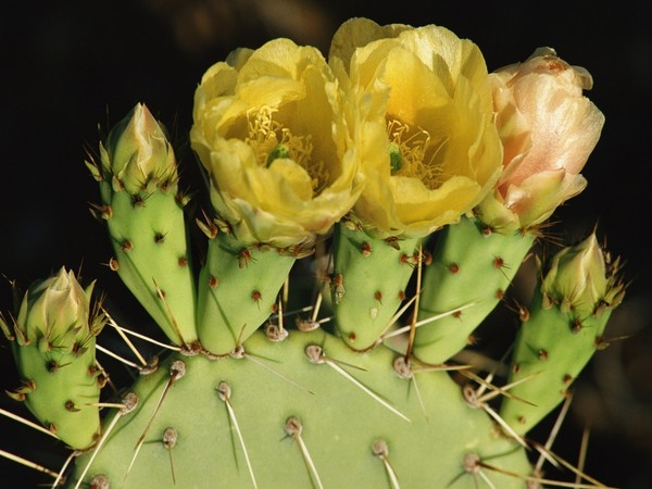 Fleurs de Cactus