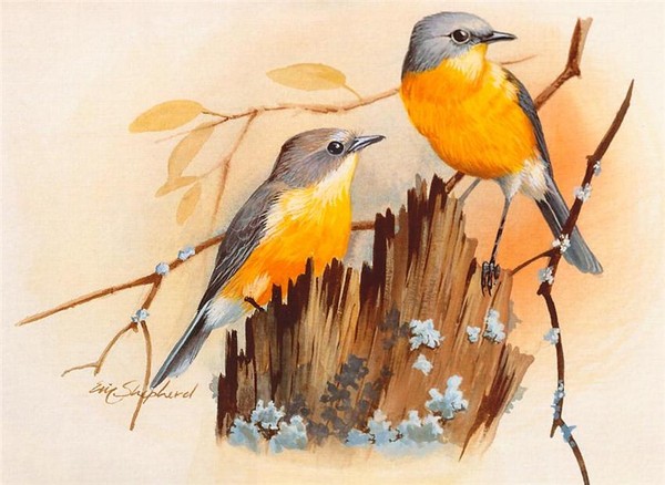 Superbes peintures d'oiseaux