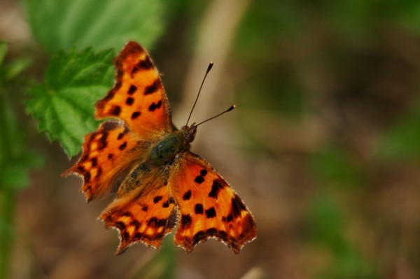 Superbes papillons