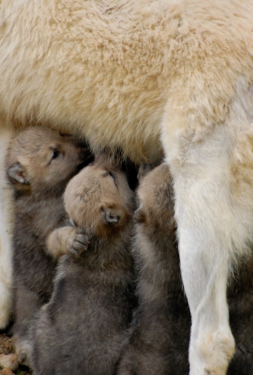 Belle famille