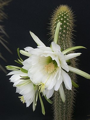 Fleurs de Cactus