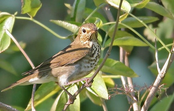 Superbes images d'oiseaux