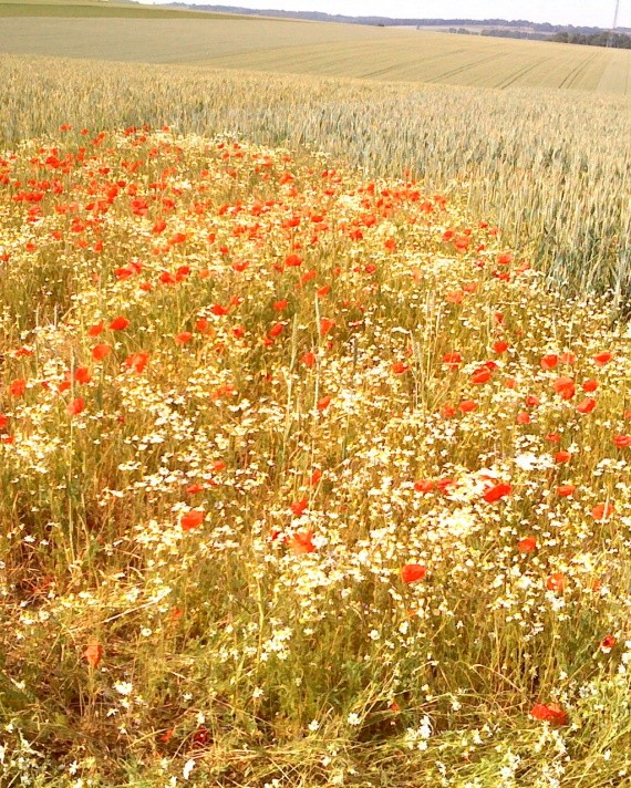 Paysages -Printemps -Eté