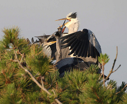 Superbes images d'oiseaux