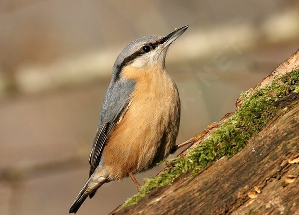 Superbes images d'oiseaux