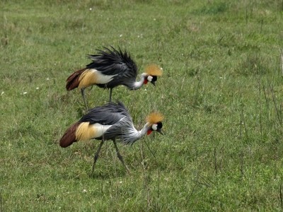 Superbes images d'oiseaux