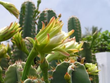 Fleurs de Cactus