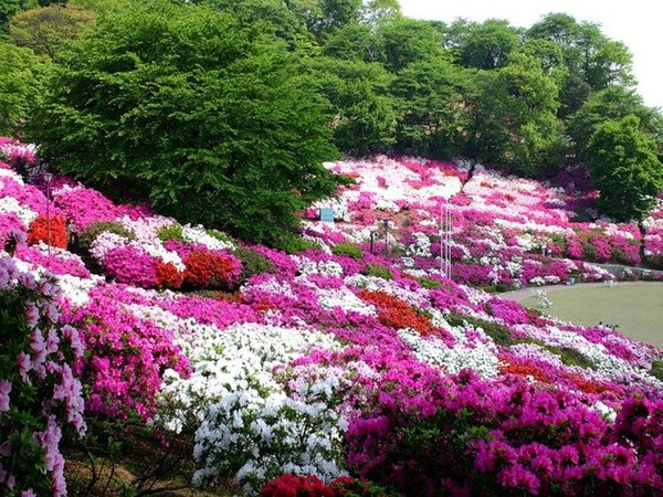 Fleurs et paysages ( printemps-été)