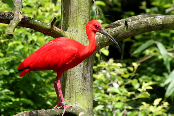 Superbes images d'oiseaux