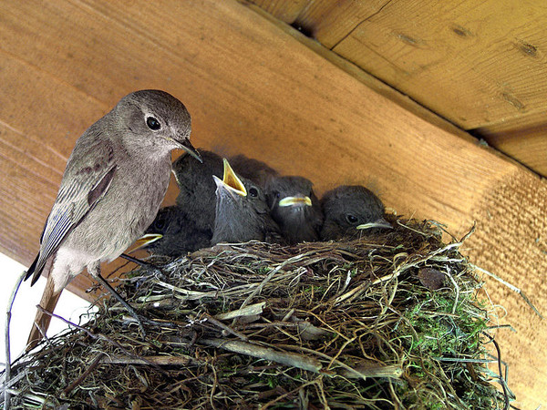 Superbes images d'oiseaux