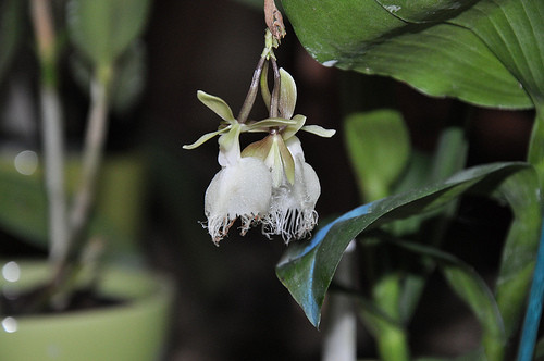 Fleurs d' Orchidées