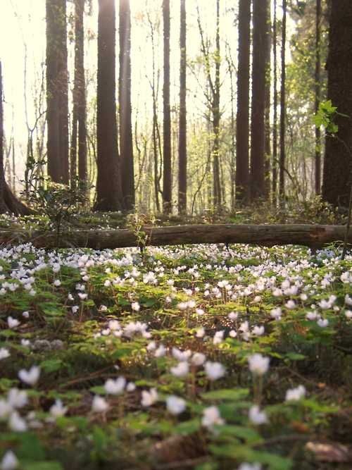 Sous bois au printemps