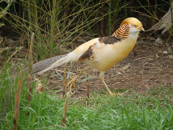 Superbes images d'oiseaux