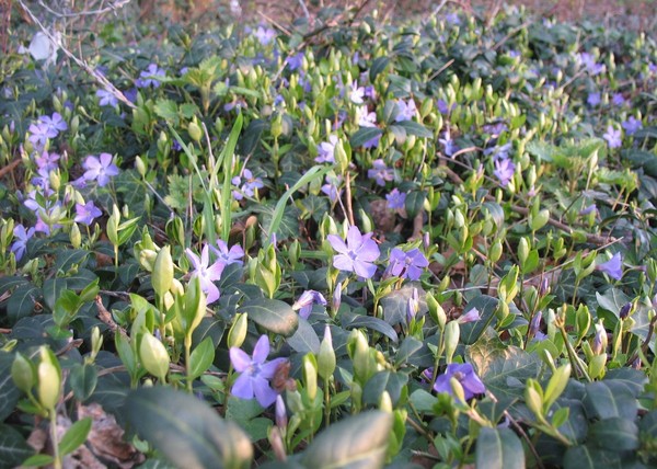 Paysages -Printemps -Eté