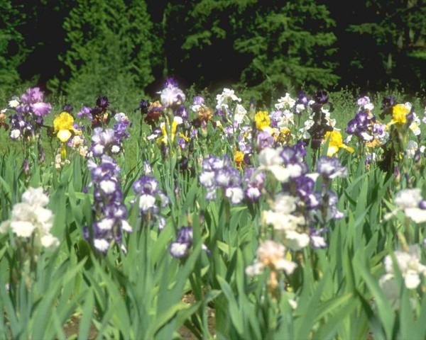 Paysages -Printemps -Eté