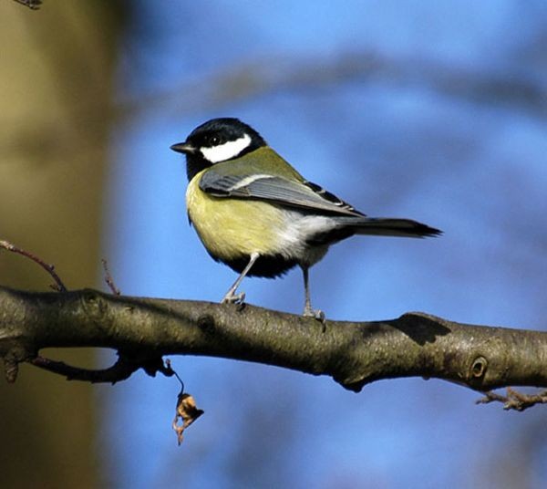 Superbes images d'oiseaux