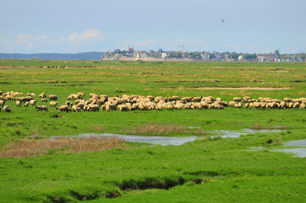 Plage de Picardie