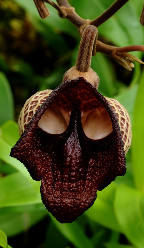 Orchidée insolite