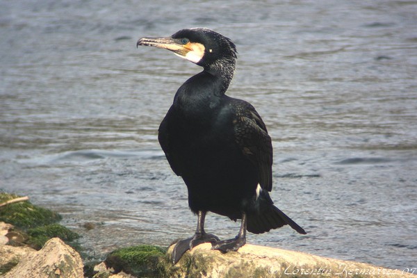 Superbes images d'oiseaux