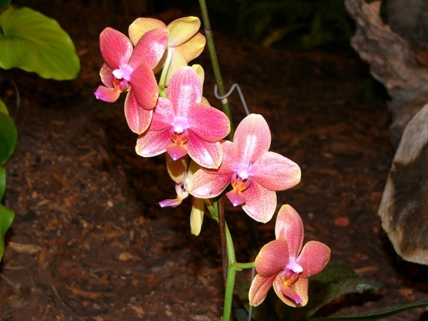 Fleurs d' Orchidées