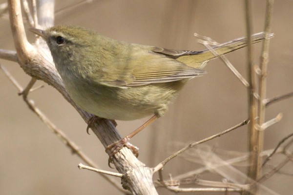 Superbes images d'oiseaux