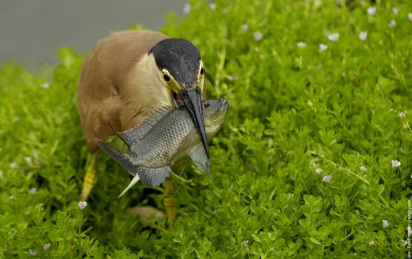 Superbe image d'oiseaux