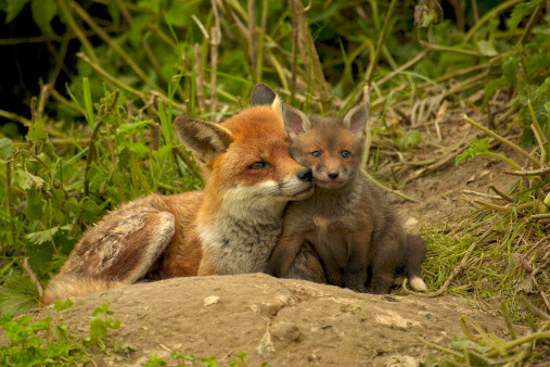 Belles familles