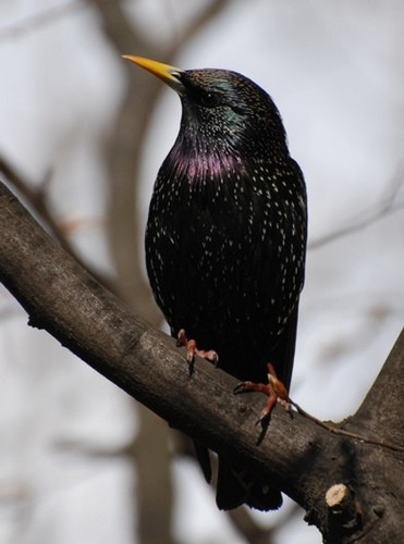 Superbes images d'oiseaux