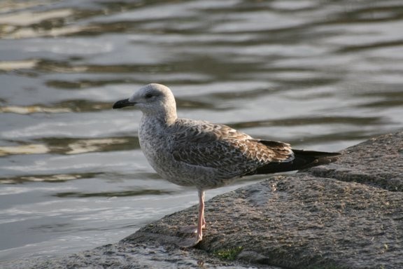 Superbes images d'oiseaux