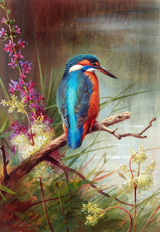 Superbes peintures d'oiseaux