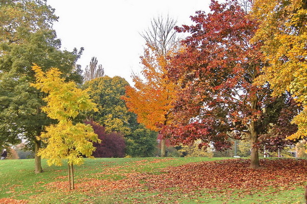 Paysage d'automne