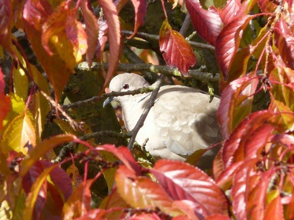 Superbes images d'oiseaux