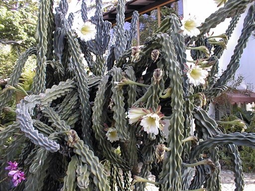 Fleurs de Cactus