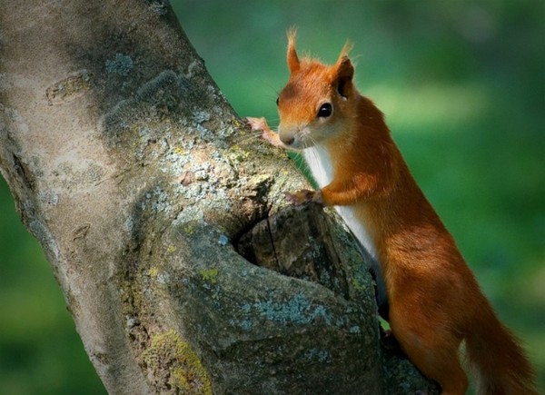 Belles images d'ecureuils