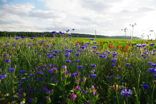 Paysages -Printemps -Eté