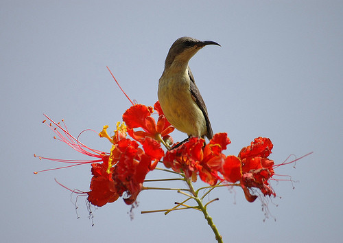 Superbes images d'oiseaux