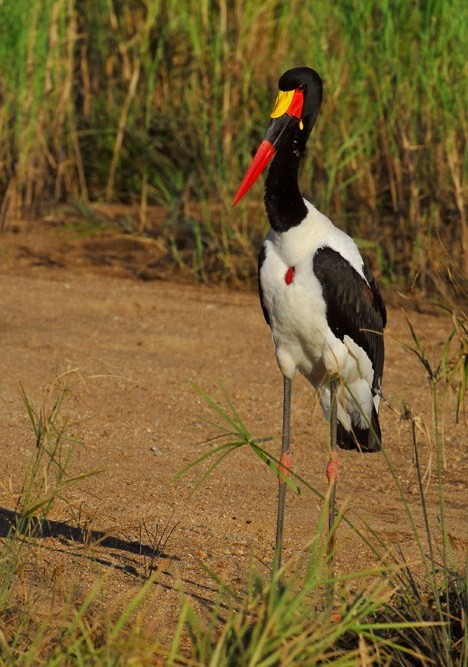 Superbes images d'oiseaux