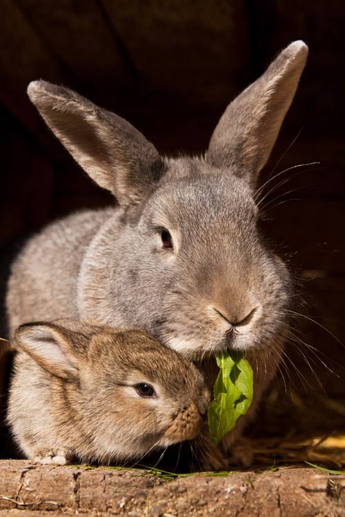 Belles familles