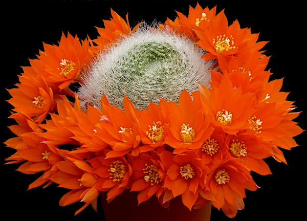 Fleurs de Cactus