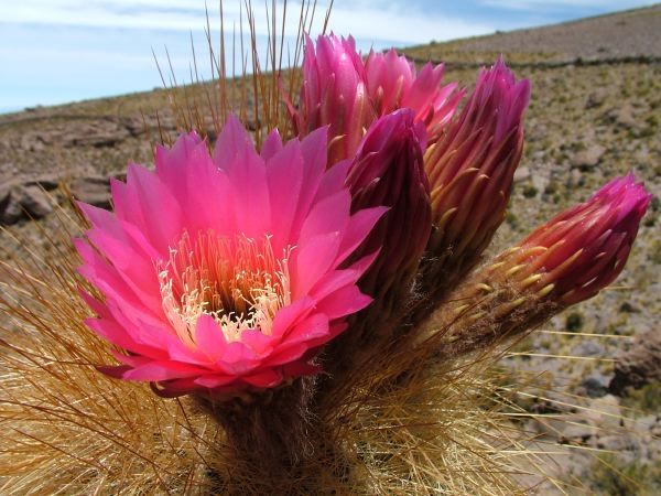 Fleurs de Cactus