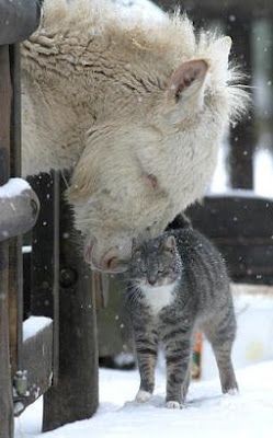 Animaux insolites