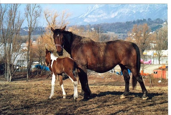 Belle famille