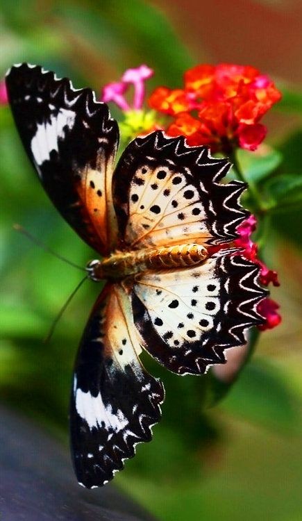 Superbe papillon