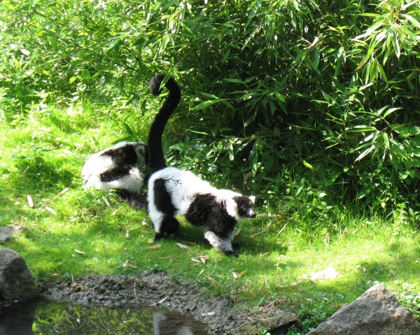 Zoo d'Amiens -2012