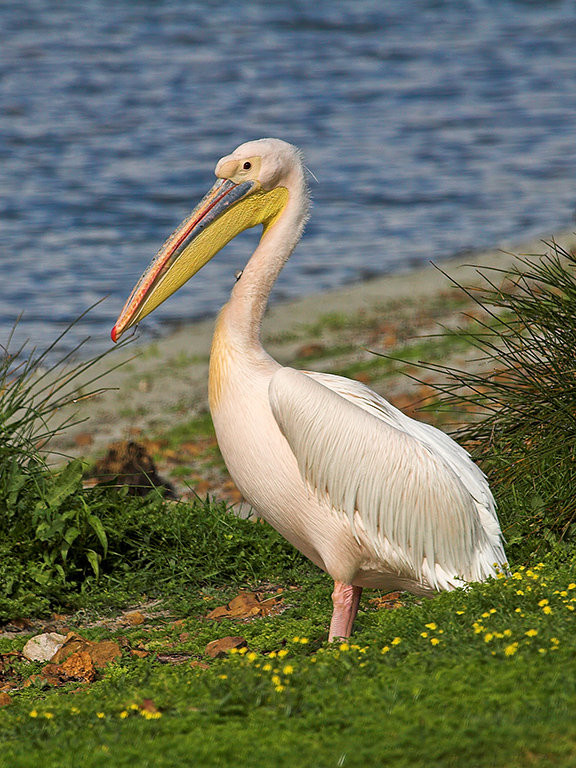 Superbes images d'oiseaux