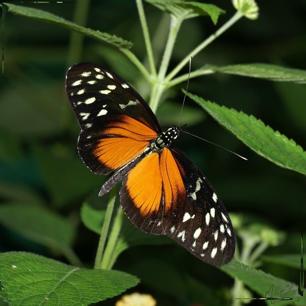 Superbes papillons