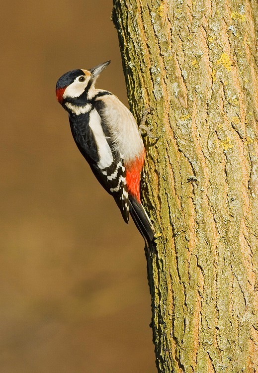 Superbes images d'oiseaux