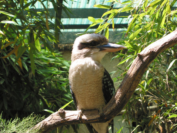 Superbes images d'oiseaux