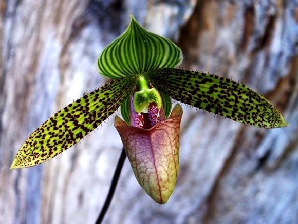 Fleurs d'Orchidées